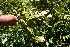  ( - BioBot06272)  @11 [ ] CreativeCommons - Attribution Non-Commercial Share-Alike (2010) Daniel H. Janzen Guanacaste Dry Forest Conservation Fund