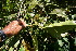  ( - BioBot06272)  @11 [ ] CreativeCommons - Attribution Non-Commercial Share-Alike (2010) Daniel H. Janzen Guanacaste Dry Forest Conservation Fund