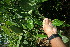  ( - BioBot06275)  @11 [ ] CreativeCommons - Attribution Non-Commercial Share-Alike (2010) Daniel H. Janzen Guanacaste Dry Forest Conservation Fund