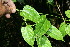  ( - BioBot06275)  @11 [ ] CreativeCommons - Attribution Non-Commercial Share-Alike (2010) Daniel H. Janzen Guanacaste Dry Forest Conservation Fund