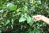  ( - BioBot06276)  @11 [ ] CreativeCommons - Attribution Non-Commercial Share-Alike (2010) Daniel H. Janzen Guanacaste Dry Forest Conservation Fund