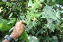  ( - BioBot06276)  @11 [ ] CreativeCommons - Attribution Non-Commercial Share-Alike (2010) Daniel H. Janzen Guanacaste Dry Forest Conservation Fund