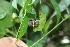  ( - BioBot06276)  @11 [ ] CreativeCommons - Attribution Non-Commercial Share-Alike (2010) Daniel H. Janzen Guanacaste Dry Forest Conservation Fund