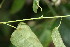  ( - BioBot06276)  @11 [ ] CreativeCommons - Attribution Non-Commercial Share-Alike (2010) Daniel H. Janzen Guanacaste Dry Forest Conservation Fund