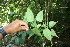  ( - BioBot06277)  @11 [ ] CreativeCommons - Attribution Non-Commercial Share-Alike (2010) Daniel H. Janzen Guanacaste Dry Forest Conservation Fund