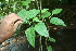  ( - BioBot06277)  @11 [ ] CreativeCommons - Attribution Non-Commercial Share-Alike (2010) Daniel H. Janzen Guanacaste Dry Forest Conservation Fund
