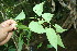  ( - BioBot06277)  @11 [ ] CreativeCommons - Attribution Non-Commercial Share-Alike (2010) Daniel H. Janzen Guanacaste Dry Forest Conservation Fund