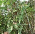  ( - BioBot06278)  @11 [ ] CreativeCommons - Attribution Non-Commercial Share-Alike (2010) Daniel H. Janzen Guanacaste Dry Forest Conservation Fund
