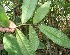  ( - BioBot06278)  @11 [ ] CreativeCommons - Attribution Non-Commercial Share-Alike (2010) Daniel H. Janzen Guanacaste Dry Forest Conservation Fund