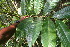  ( - BioBot06279)  @11 [ ] CreativeCommons - Attribution Non-Commercial Share-Alike (2010) Daniel H. Janzen Guanacaste Dry Forest Conservation Fund