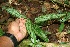 ( - BioBot06281)  @11 [ ] CreativeCommons - Attribution Non-Commercial Share-Alike (2010) Daniel H. Janzen Guanacaste Dry Forest Conservation Fund