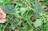  (Passiflora costaricensis - BioBot06291)  @11 [ ] CreativeCommons - Attribution Non-Commercial Share-Alike (2010) Daniel H. Janzen Guanacaste Dry Forest Conservation Fund