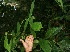  ( - BioBot06293)  @11 [ ] CreativeCommons - Attribution Non-Commercial Share-Alike (2010) Daniel H. Janzen Guanacaste Dry Forest Conservation Fund
