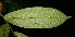  ( - BioBot06293)  @11 [ ] CreativeCommons - Attribution Non-Commercial Share-Alike (2010) Daniel H. Janzen Guanacaste Dry Forest Conservation Fund