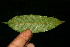  ( - BioBot06307)  @11 [ ] CreativeCommons - Attribution Non-Commercial Share-Alike (2010) Daniel H. Janzen Guanacaste Dry Forest Conservation Fund
