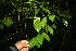 ( - BioBot06319)  @11 [ ] CreativeCommons - Attribution Non-Commercial Share-Alike (2010) Daniel H. Janzen Guanacaste Dry Forest Conservation Fund