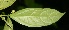  ( - BioBot06319)  @11 [ ] CreativeCommons - Attribution Non-Commercial Share-Alike (2010) Daniel H. Janzen Guanacaste Dry Forest Conservation Fund
