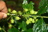  ( - BioBot06326)  @11 [ ] CreativeCommons - Attribution Non-Commercial Share-Alike (2010) Daniel H. Janzen Guanacaste Dry Forest Conservation Fund