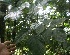  (Lonchocarpus Jorge135 - BioBot06333)  @11 [ ] CreativeCommons - Attribution Non-Commercial Share-Alike (2010) Daniel H. Janzen Guanacaste Dry Forest Conservation Fund