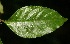  (Palicourea gracilenta - BioBot06340)  @11 [ ] CreativeCommons - Attribution Non-Commercial Share-Alike (2010) Daniel H. Janzen Guanacaste Dry Forest Conservation Fund