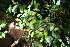  ( - BioBot06342)  @11 [ ] CreativeCommons - Attribution Non-Commercial Share-Alike (2010) Daniel H. Janzen Guanacaste Dry Forest Conservation Fund