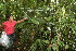  (Cryosophila - BioBot06346)  @11 [ ] CreativeCommons - Attribution Non-Commercial Share-Alike (2010) Daniel H. Janzen Guanacaste Dry Forest Conservation Fund