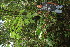  ( - BioBot06352)  @11 [ ] CreativeCommons - Attribution Non-Commercial Share-Alike (2010) Daniel H. Janzen Guanacaste Dry Forest Conservation Fund