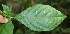  ( - BioBot06354)  @11 [ ] CreativeCommons - Attribution Non-Commercial Share-Alike (2010) Daniel H. Janzen Guanacaste Dry Forest Conservation Fund