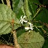  (Aegiphila costaricensis - BioBot06354)  @11 [ ] CreativeCommons - Attribution Non-Commercial Share-Alike (2010) Daniel H. Janzen Guanacaste Dry Forest Conservation Fund
