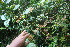 ( - BioBot06363)  @11 [ ] CreativeCommons - Attribution Non-Commercial Share-Alike (2010) Daniel H. Janzen Guanacaste Dry Forest Conservation Fund