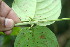  ( - BioBot06363)  @11 [ ] CreativeCommons - Attribution Non-Commercial Share-Alike (2010) Daniel H. Janzen Guanacaste Dry Forest Conservation Fund