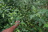  (Melanthera - BioBot06366)  @11 [ ] CreativeCommons - Attribution Non-Commercial Share-Alike (2010) Daniel H. Janzen Guanacaste Dry Forest Conservation Fund