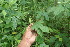  ( - BioBot06366)  @11 [ ] CreativeCommons - Attribution Non-Commercial Share-Alike (2010) Daniel H. Janzen Guanacaste Dry Forest Conservation Fund
