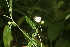  ( - BioBot06366)  @11 [ ] CreativeCommons - Attribution Non-Commercial Share-Alike (2010) Daniel H. Janzen Guanacaste Dry Forest Conservation Fund