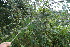  (Hyptis spicigera - BioBot06370)  @11 [ ] CreativeCommons - Attribution Non-Commercial Share-Alike (2010) Daniel H. Janzen Guanacaste Dry Forest Conservation Fund