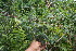  ( - BioBot06371)  @11 [ ] CreativeCommons - Attribution Non-Commercial Share-Alike (2010) Daniel H. Janzen Guanacaste Dry Forest Conservation Fund