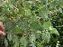  ( - BioBot06371)  @11 [ ] CreativeCommons - Attribution Non-Commercial Share-Alike (2010) Daniel H. Janzen Guanacaste Dry Forest Conservation Fund