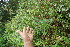  ( - BioBot06372)  @11 [ ] CreativeCommons - Attribution Non-Commercial Share-Alike (2010) Daniel H. Janzen Guanacaste Dry Forest Conservation Fund
