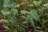  ( - BioBot06372)  @11 [ ] CreativeCommons - Attribution Non-Commercial Share-Alike (2010) Daniel H. Janzen Guanacaste Dry Forest Conservation Fund