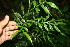  ( - BioBot06391)  @11 [ ] CreativeCommons - Attribution Non-Commercial Share-Alike (2010) Daniel H. Janzen Guanacaste Dry Forest Conservation Fund