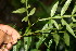  ( - BioBot06391)  @11 [ ] CreativeCommons - Attribution Non-Commercial Share-Alike (2010) Daniel H. Janzen Guanacaste Dry Forest Conservation Fund