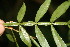  ( - BioBot06391)  @11 [ ] CreativeCommons - Attribution Non-Commercial Share-Alike (2010) Daniel H. Janzen Guanacaste Dry Forest Conservation Fund
