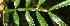  ( - BioBot06391)  @11 [ ] CreativeCommons - Attribution Non-Commercial Share-Alike (2010) Daniel H. Janzen Guanacaste Dry Forest Conservation Fund