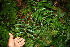  ( - BioBot06392)  @11 [ ] CreativeCommons - Attribution Non-Commercial Share-Alike (2010) Daniel H. Janzen Guanacaste Dry Forest Conservation Fund