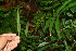  ( - BioBot06392)  @11 [ ] CreativeCommons - Attribution Non-Commercial Share-Alike (2010) Daniel H. Janzen Guanacaste Dry Forest Conservation Fund