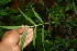  ( - BioBot06392)  @11 [ ] CreativeCommons - Attribution Non-Commercial Share-Alike (2010) Daniel H. Janzen Guanacaste Dry Forest Conservation Fund