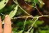  ( - BioBot06392)  @11 [ ] CreativeCommons - Attribution Non-Commercial Share-Alike (2010) Daniel H. Janzen Guanacaste Dry Forest Conservation Fund