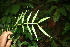  ( - BioBot06392)  @11 [ ] CreativeCommons - Attribution Non-Commercial Share-Alike (2010) Daniel H. Janzen Guanacaste Dry Forest Conservation Fund