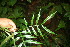  ( - BioBot06392)  @11 [ ] CreativeCommons - Attribution Non-Commercial Share-Alike (2010) Daniel H. Janzen Guanacaste Dry Forest Conservation Fund