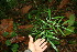 ( - BioBot06393)  @11 [ ] CreativeCommons - Attribution Non-Commercial Share-Alike (2010) Daniel H. Janzen Guanacaste Dry Forest Conservation Fund